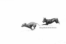 American Hairless Terriers