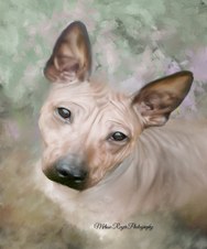 UKC Ch Stoney Brooks Top Gun