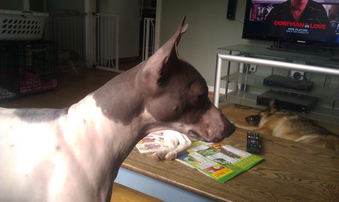 UKC Ch "PR" Wudnshu Your So Vain