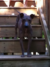 "PR" Wudnshu's Sweet Georgia Brown