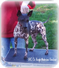 UKC Ch. Keoughs Wudnshu Knockout