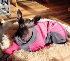 Retired adults available