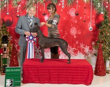 Our winning Xoloitzcuintli