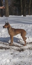 Xoloitzcuintli History & Standards