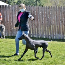 Xoloitzcuintli Males