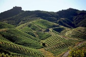SOUTHERN CALIFORNIA WINERIES