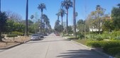 PALM TREES IN RESIDENTIAL HOLLYWOOD