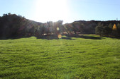 Moonshine Meadow