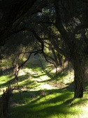 Moonshine Meadow Golden Oaks Ranch