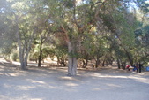Forrest Clearing