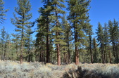 Camp St. Nicholas