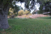 GOLDEN OAKS (DISNEY) RANCH