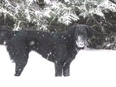 Suncoast Flat Coats that live elsewhere