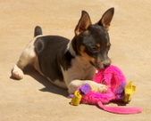 Sundancer's Tiny Tinkerbell (Tinker) NBT