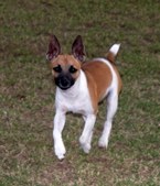 UKC SunDancer's Maybeits Maybelline