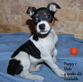 Puppies Available  01-18-26