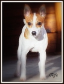 Sundancer's Alfie (Retired)