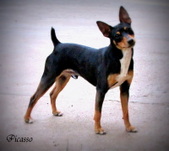 Sundancer's Picasso (Pico)