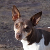 Gabby (Retired)