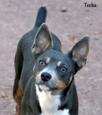 Sundancer's Blue Missteeka