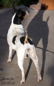 Sundancer's Miss Berti Su (Retired)
