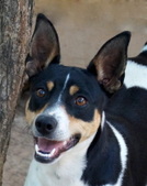 Sundancer's Miss Lola B