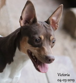 Sundancer's Miss Victoria