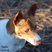 Haylee's upcoming litter