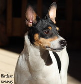 Upcoming litters Due Spring/Summer  2026