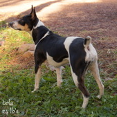 Lola's upcoming litter