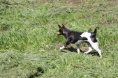 Sunset Acres Saved And Secure "Sassy"