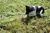 Enlarge photo 2