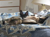 Enlarge photo 13