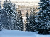Enlarge photo 52