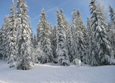 Enlarge photo 49