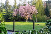 Blomstrende kirsebærtræer