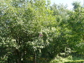 Enlarge photo 63