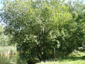 Enlarge photo 65