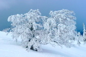 Enlarge photo 56