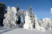 Enlarge photo 35