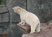 Zoologisk Have m. Mads