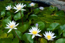 Enlarge photo 32