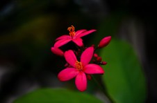 Enlarge photo 77