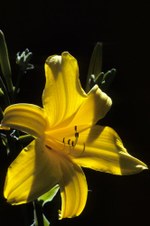 Enlarge photo 94