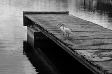 Enlarge photo 103