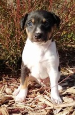 TABLE MTN PUPPIES - ELI / ZOEY