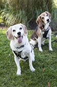 Puppies in the Park