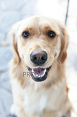 Puppies in the Park - Brassard Family