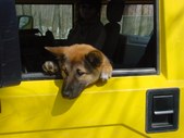 Pet Gallery