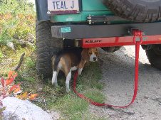 Lynn's Jeep